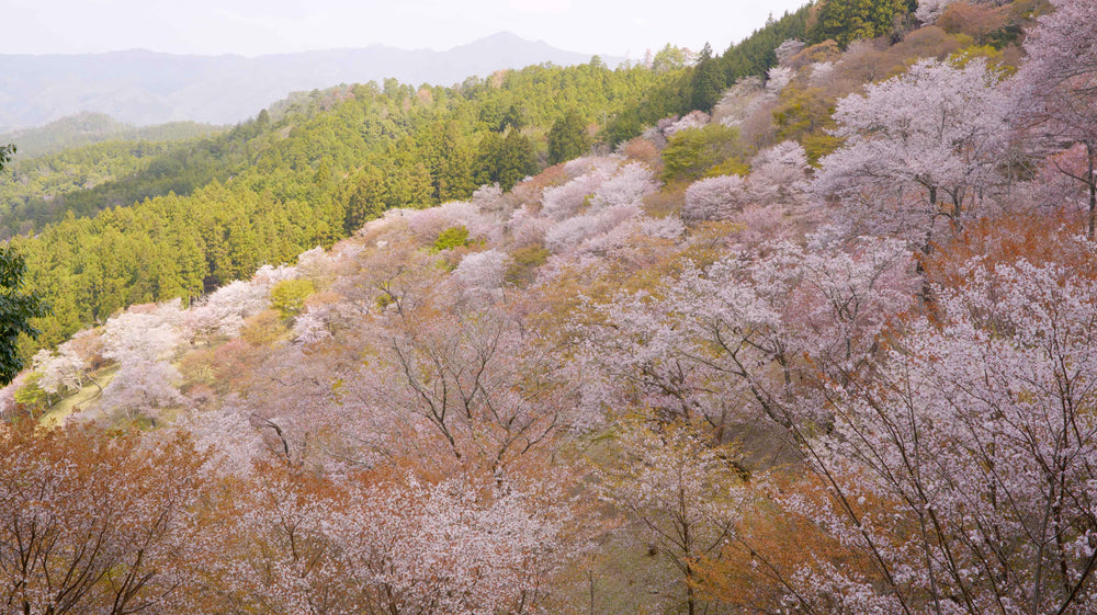 New Views! 日本屈指の桜の名所、吉野山の風景を追加