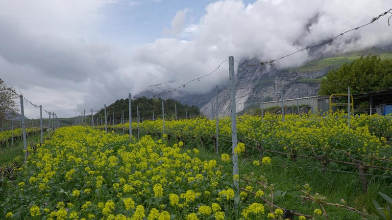 New Views! イタリア、ペルゴレーゼの菜の花畑を追加