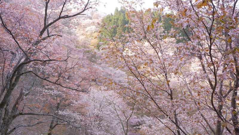 春を先取り！Atmophに「吉野山の桜」が追加