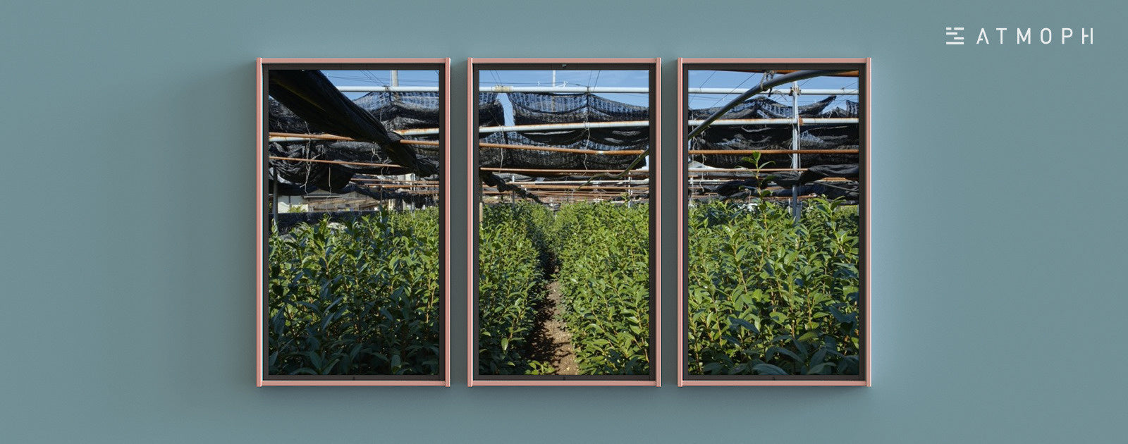 『Next Room』に、堀井七茗園から由緒ある茶園と抹茶の製造過程の風景をリリース